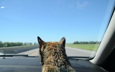 Ultimate Guide to Traveling with Your Cat and Small Dog: Road Trips, Flights & More